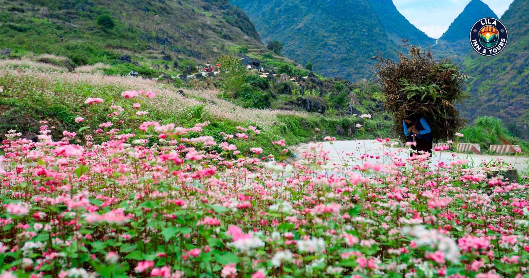 Buckwheat Flowers Ha Giang