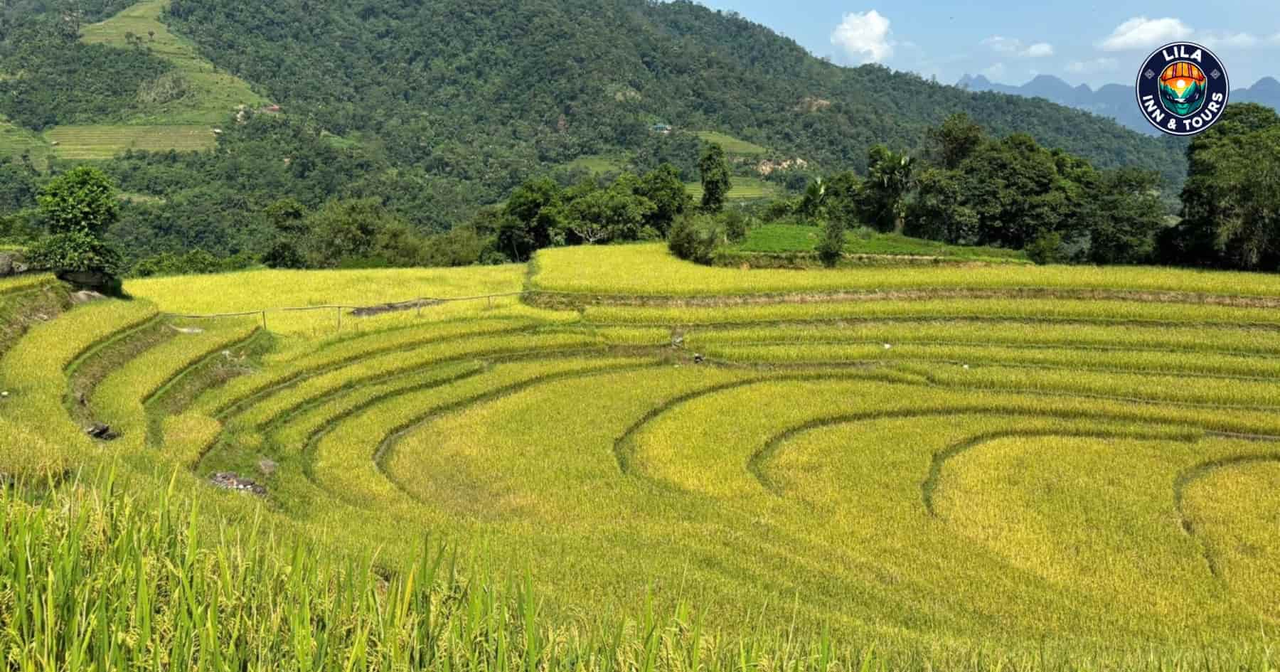 Rice Harvest Season Ha giang