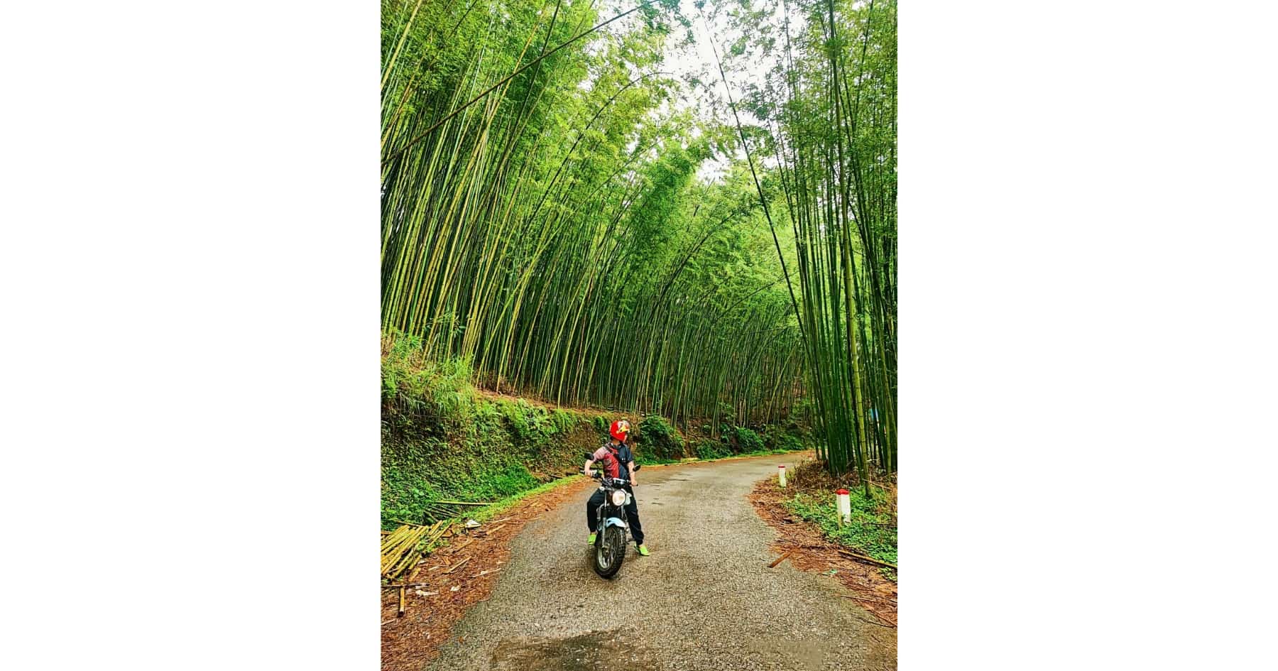 Lung Pan Bamboo Forest