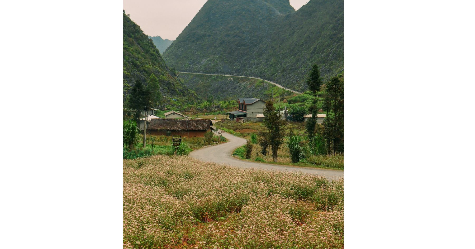 Lung Cu Buckwheat Flower Hill
