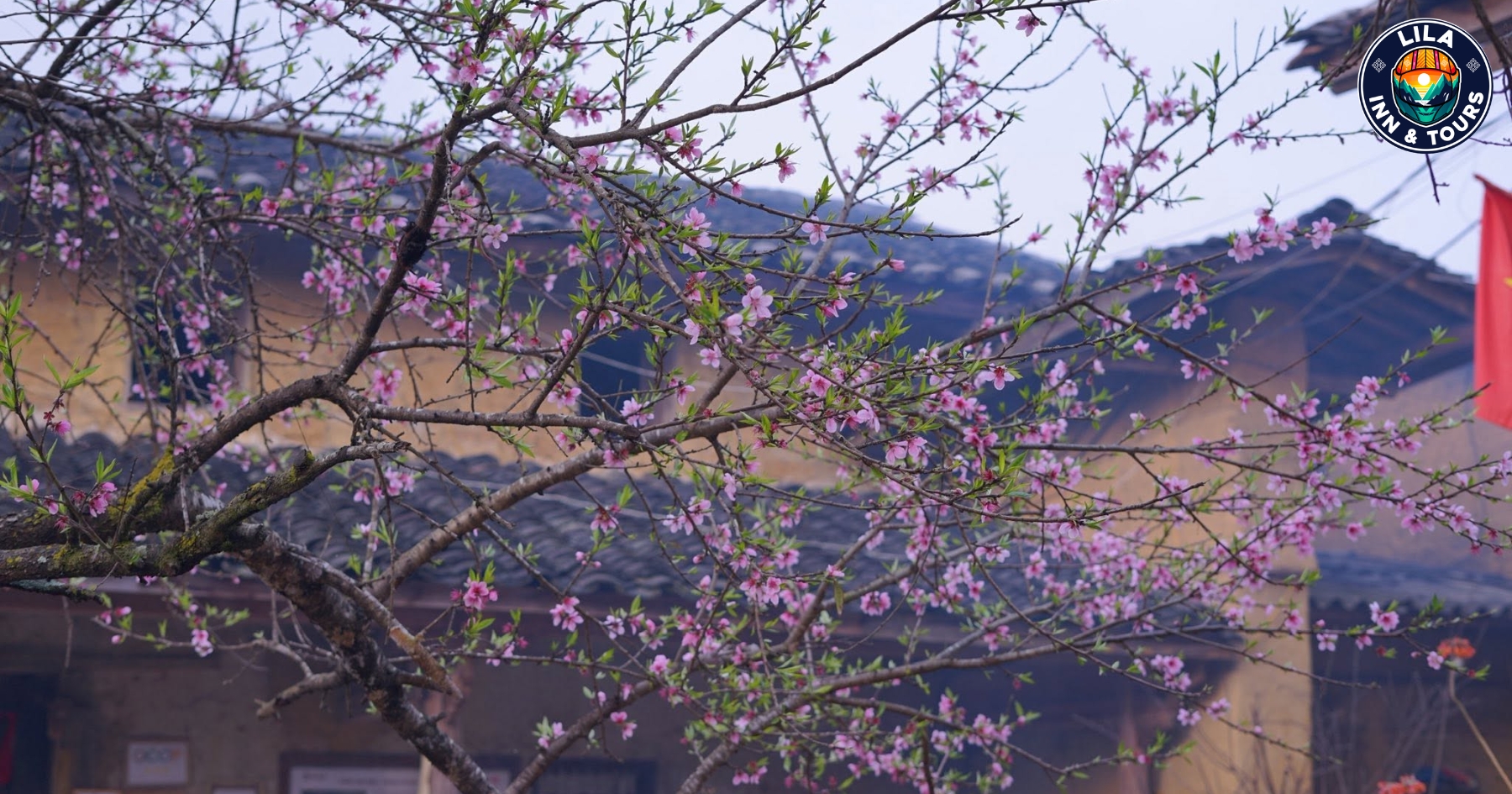 The delicate pink peach blossoms bring a dreamy and peaceful beauty to the highlands