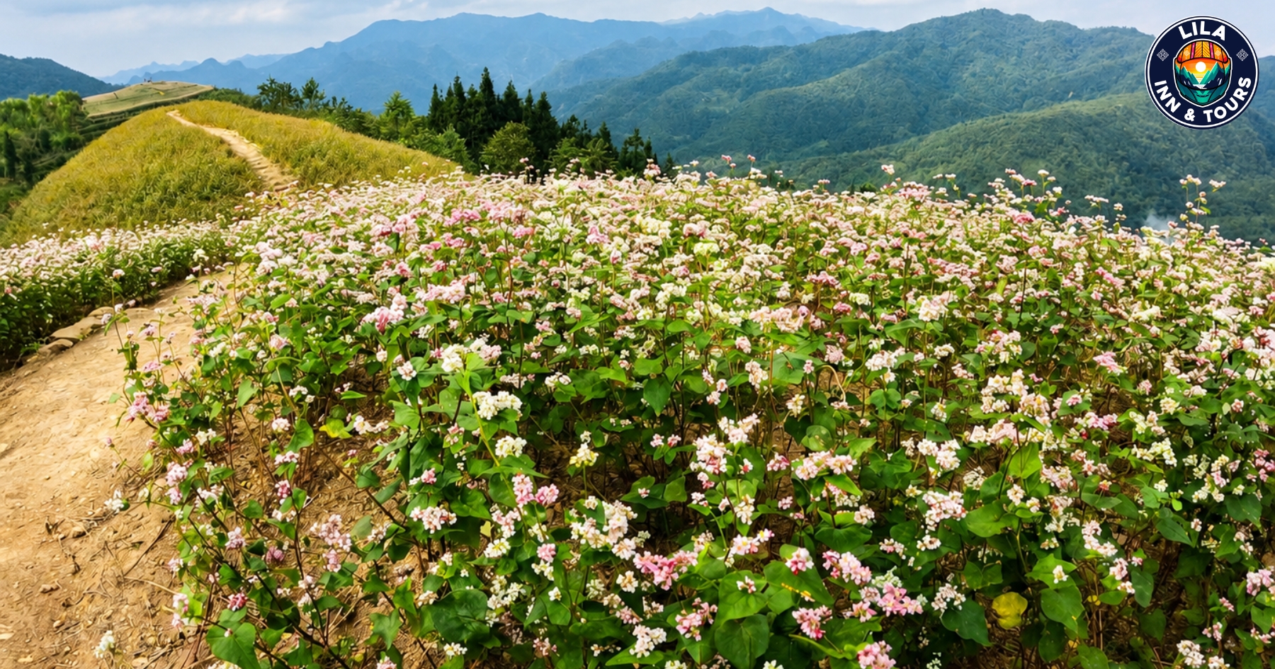 The dreamy buckwheat flower fields of Ha Giang