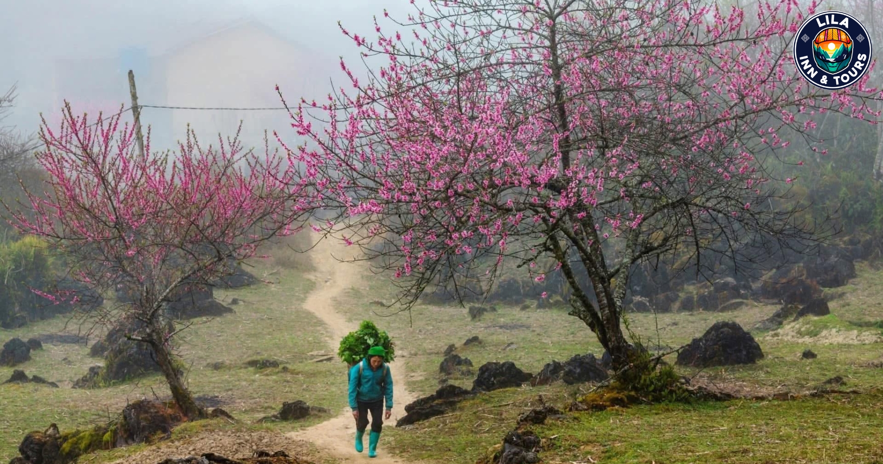 Visit Ha Giang during peach blossom season