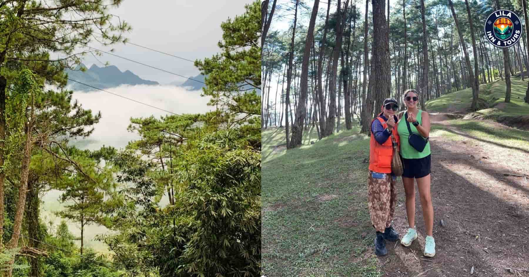 Yen Minh Pine Forest