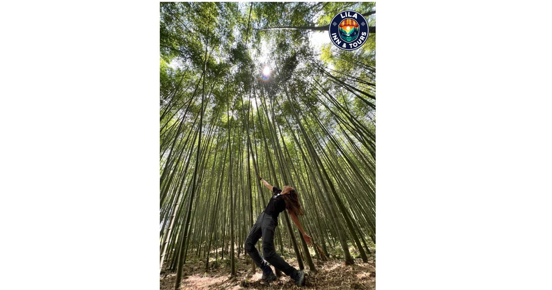 Bamboo Meo Vac Forest