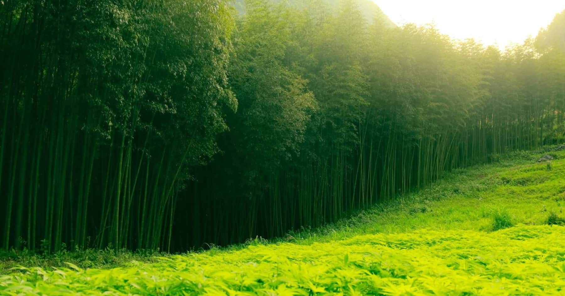Meo Vac Bamboo Forest